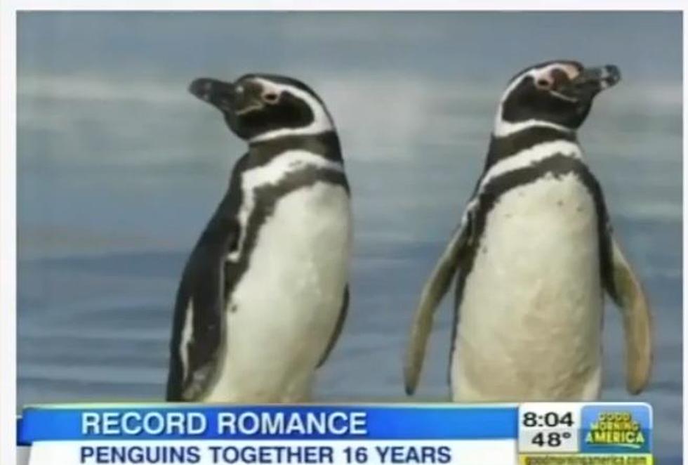 Penguin Couple Has Remained Faithful for 16 Years