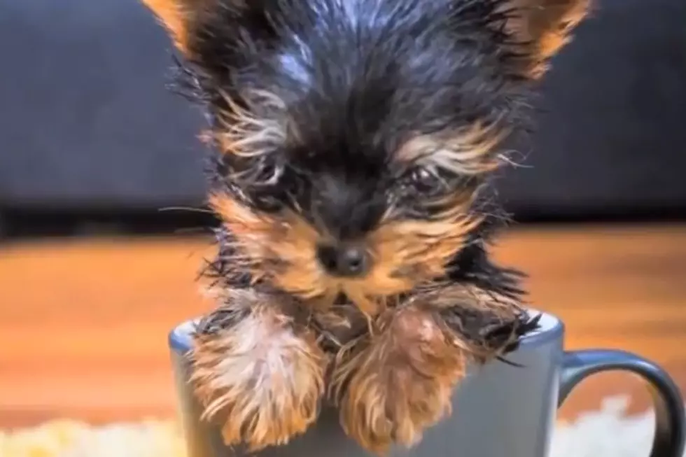 Meet The World’s Smallest Dog
