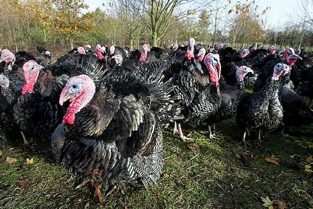 Wyoming Spring Turkey Season Extended 11 Days