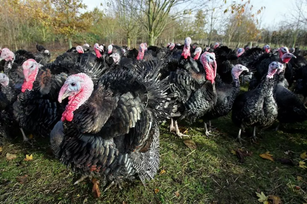 Wild Turkey Season Starts Soon