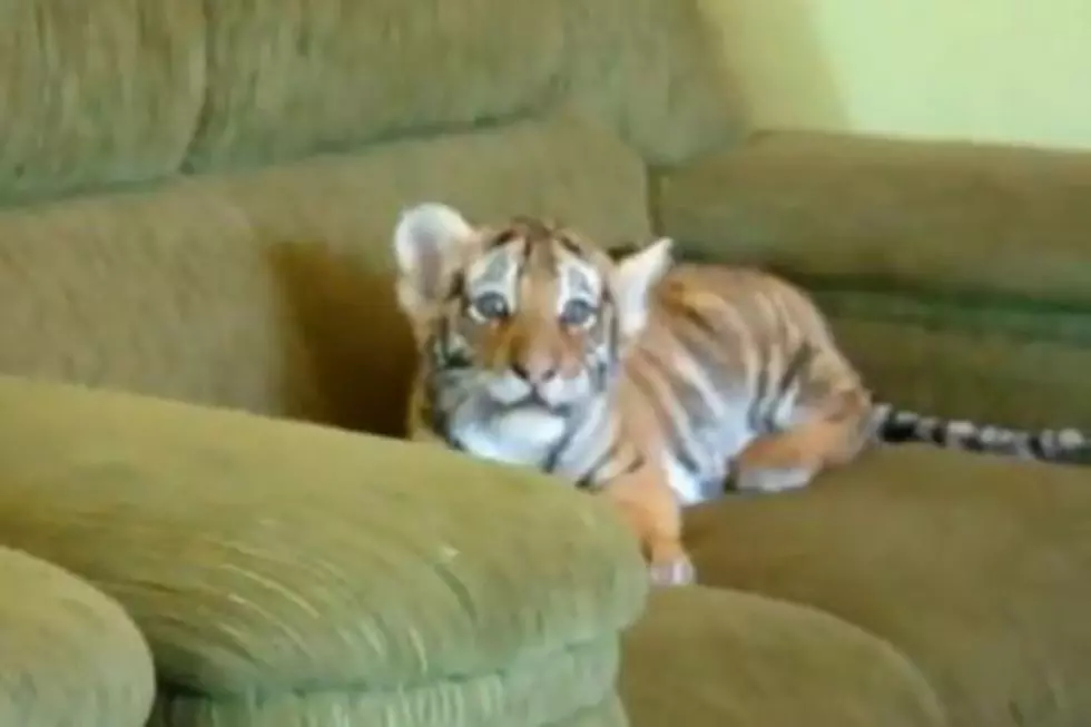 Just a Baby Tiger Jumping on a Couch