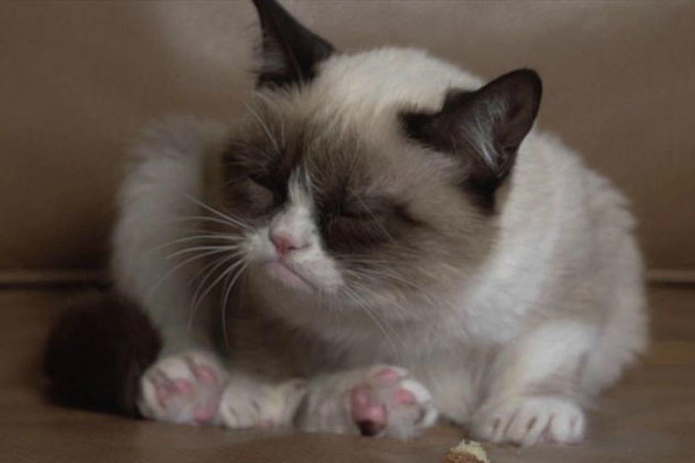 Watch a Delightfully Charming Interview With Grumpy Cat