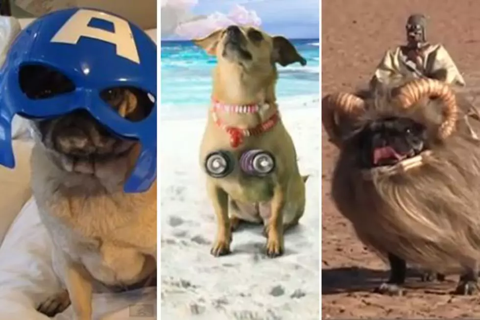 ‘Bantha Pug’ Wins Best Dog Video of the Year – TheFW Awards 2012