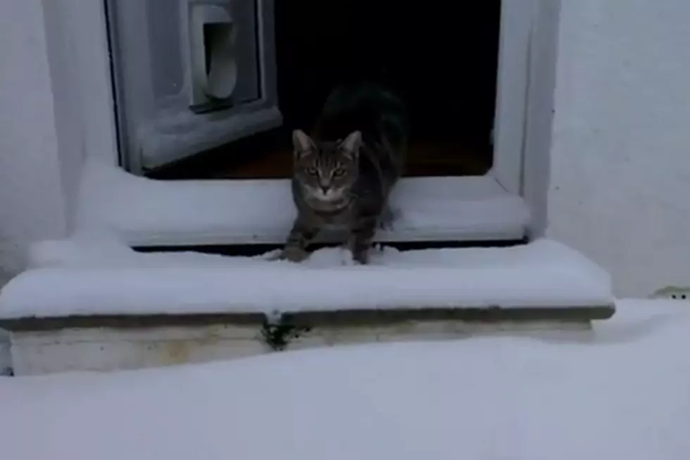 Watch This Cat Go Crazy for Snow