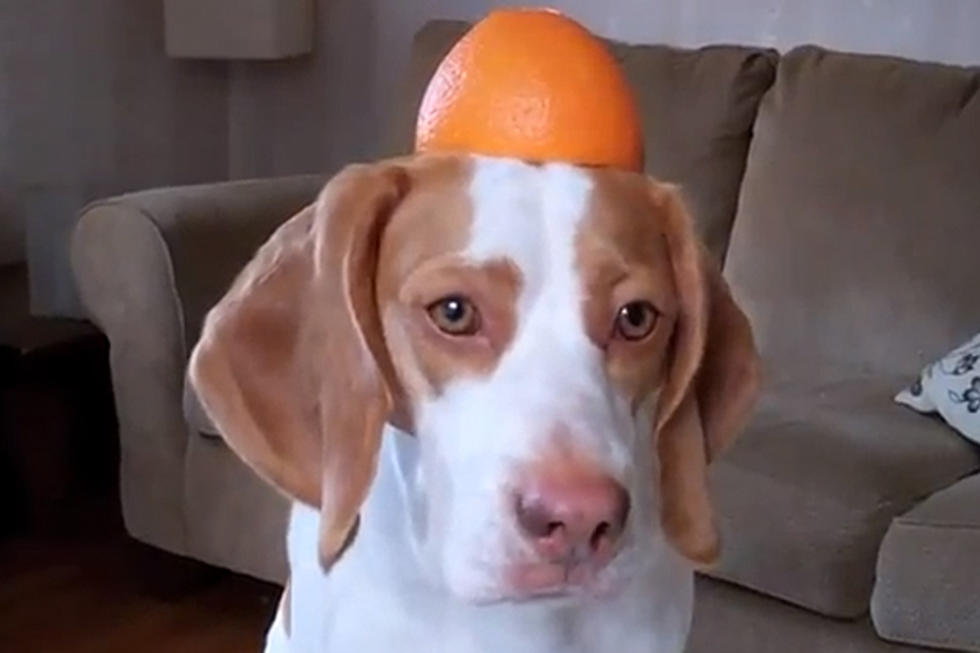 It’s Dog Vs. Orange In an Epic Battle [SHAMELESS ANIMAL VIDEO OF THE WEEK]