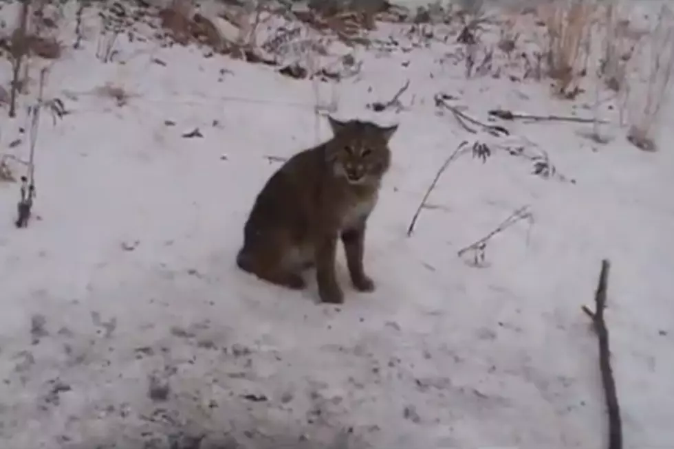 Angry Bobcat Released From Trap