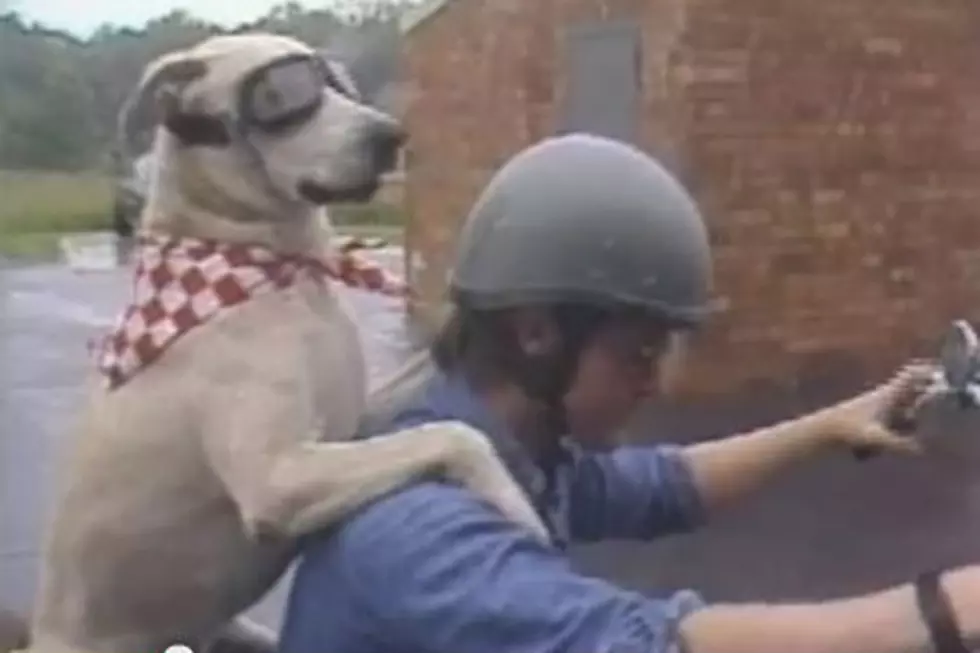 Meet Dog, the Coolest Motorcycle Dog Ever [SHAMELESS ANIMAL VIDEO OF THE WEEK]
