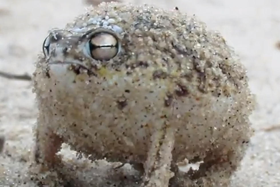 The Adorable “War Cry” of the Namaqua Rain Frog