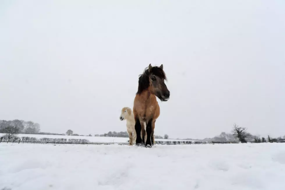 Say 'Neigh' to IKEA