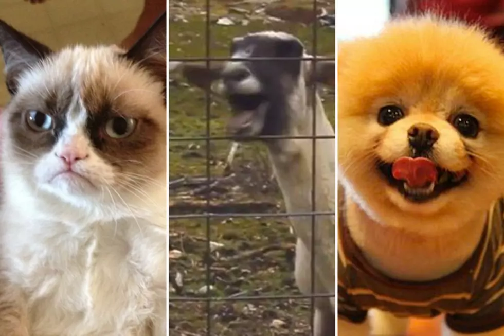 TheFW March Madness Brackets Round Two — Best Internet Animals