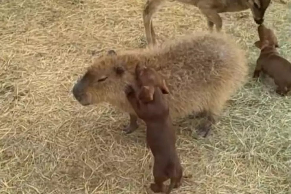 Capybara Playing With Puppies May Be the Cutest Thing You’ll See Today