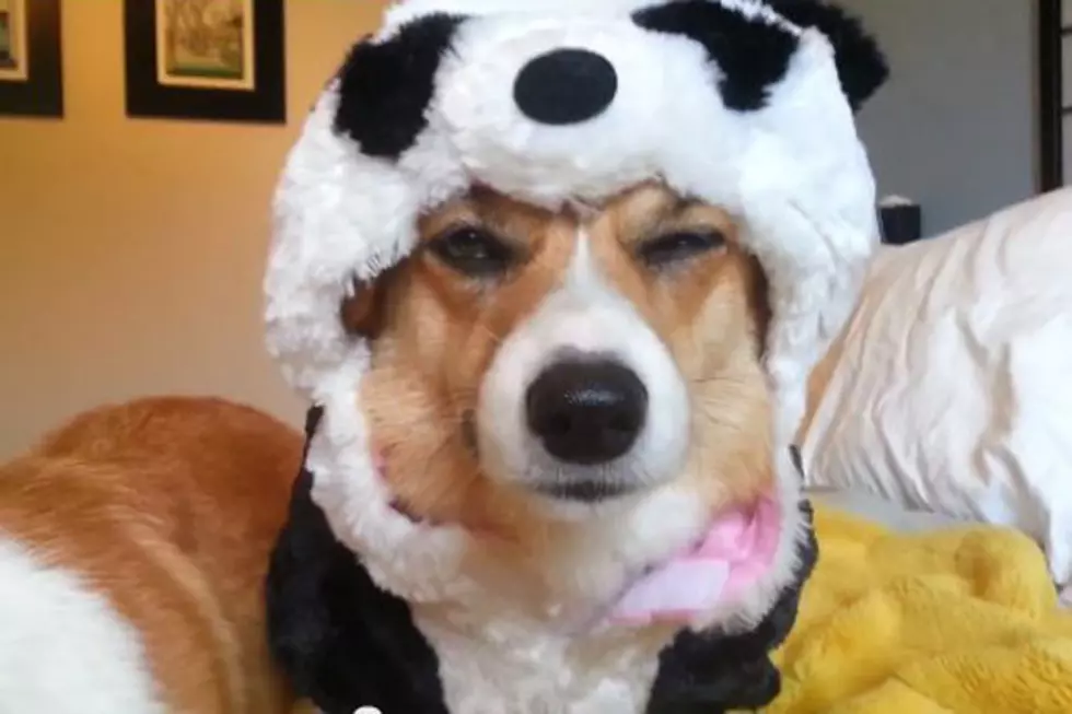This Corgi Does Not Appreciate Being Dressed Up Like a Panda