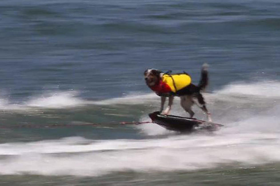 Meet an Extreme Dog Who’s Cooler Than You