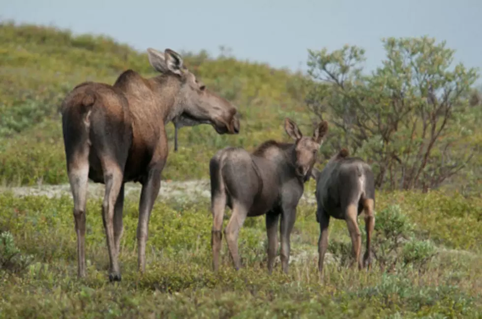 Partnership Helps Raise Funds for Moose Research
