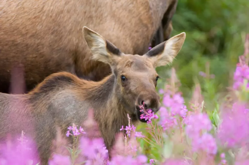 Mama Moose Charges Female Elk to Protect Baby at Rocky Mountain National Park [PICS]
