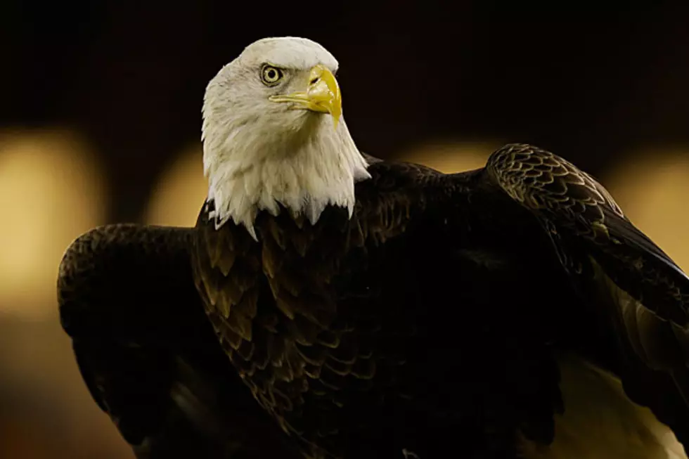 Bald Eagle With A Camera Will Make America Proud [VIDEO]