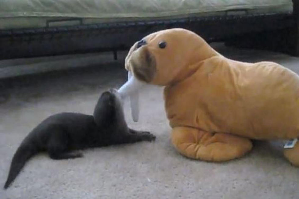 Here’s a Baby Otter Playing With a Stuffed Walrus