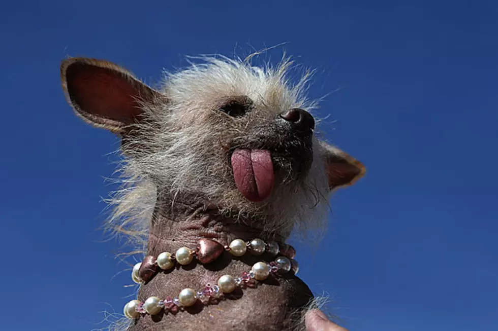 And The Winner For The World’s Ugliest Dog Goes To…