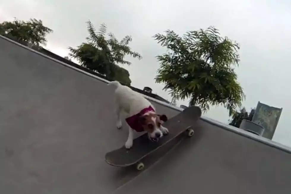 Skateboarding Dog Is Better at Skateboarding Than Most Humans