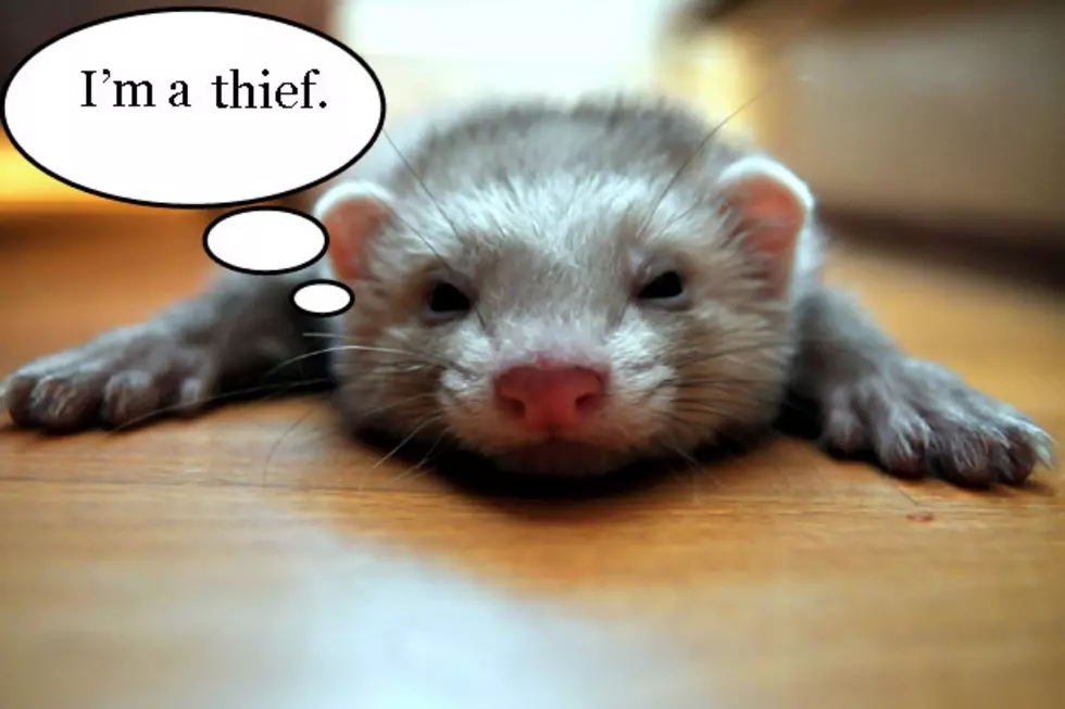 Devious Ferret Is Quite Adept at Pickpocketing