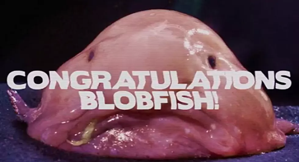 Congratulations, Blobfish! You’ve Been Named the World’s Ugliest Animal