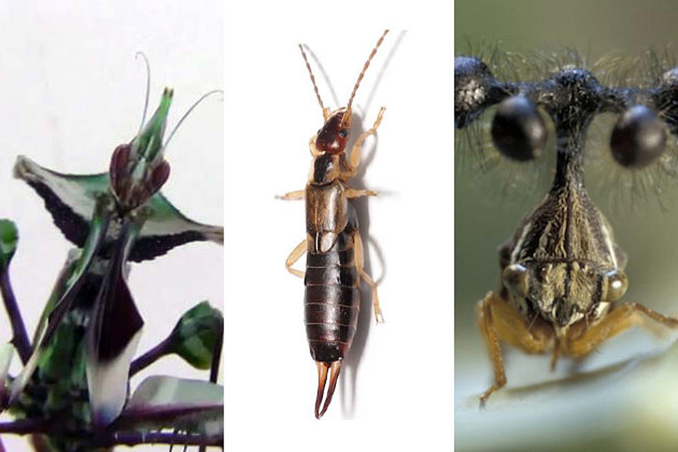 10 Insects So Ugly You’ll Never Go Outside Again