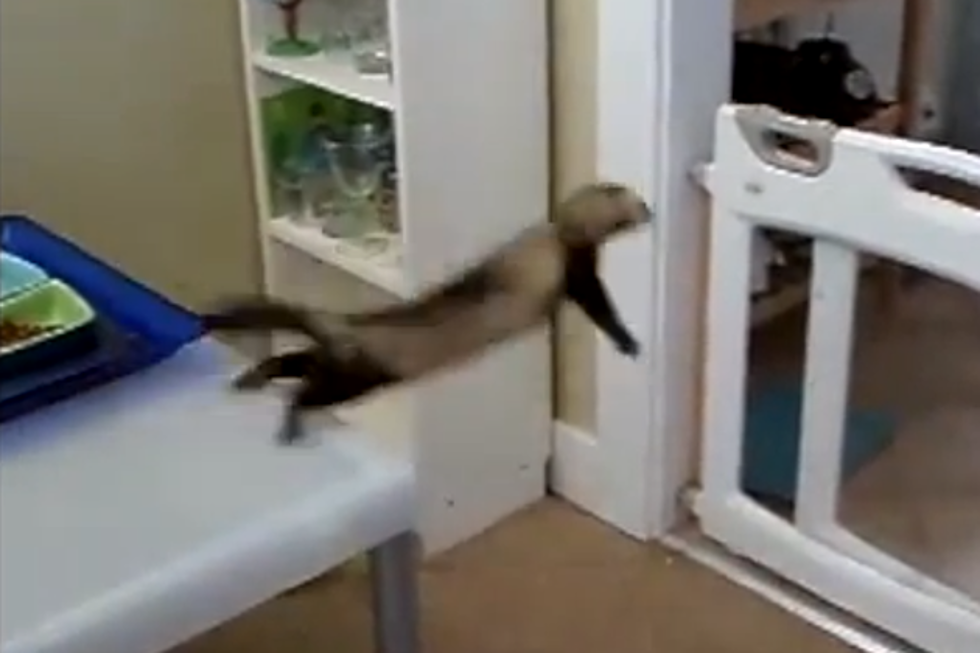 Ferrets Who Really Don’t Know How to Jump [VIDEO]