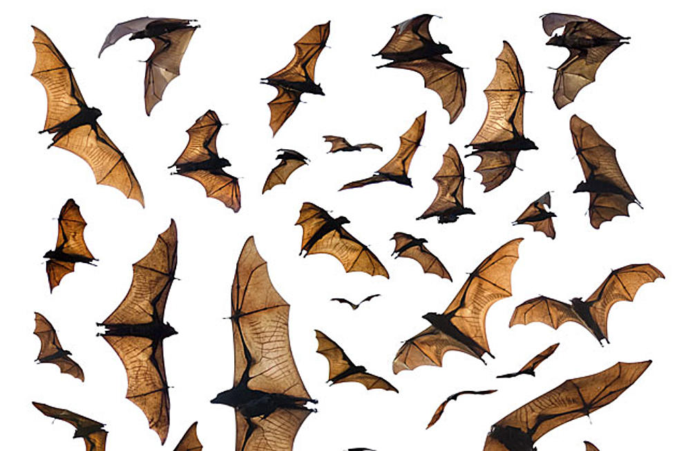 Massive Bat Infestation on Roof Will Freak You Out