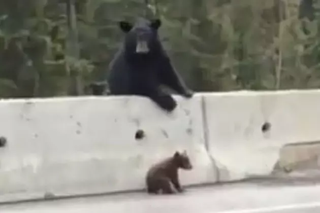 This Dry Summer Has Brought Bears Out Of The Woods
