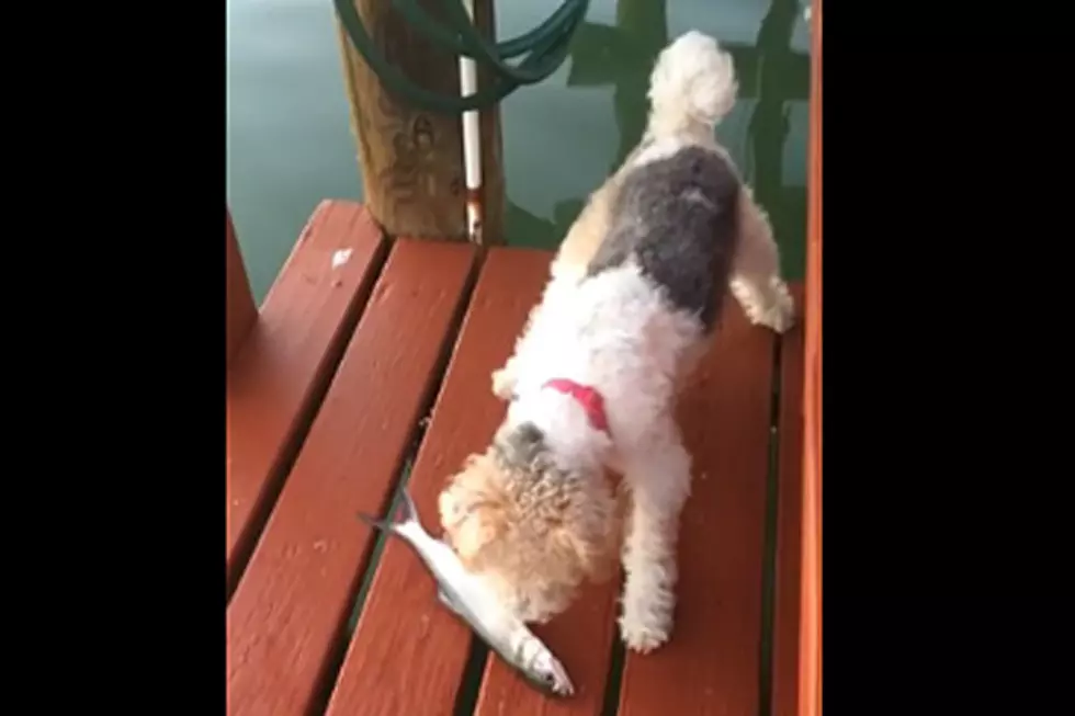 Flipping Fish Leaves Curious Dog All Wet