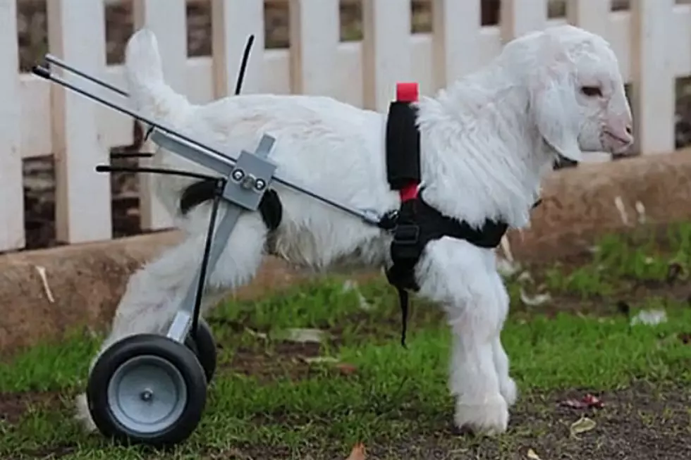 Goat in a Wheelchair Will Warm the Cockles of Your Heart
