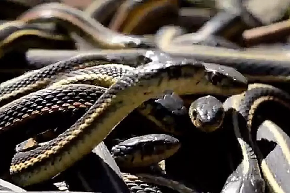 75,000 Snakes in One Place Is Your Nightmare Come True