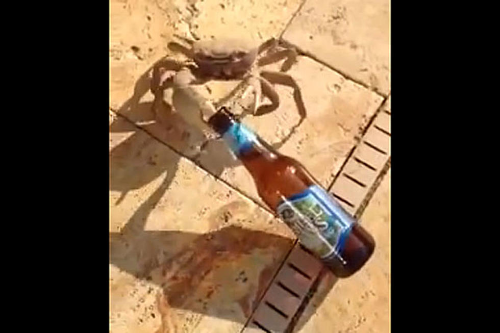 Crab Who Stole Man’s Beer Will Have One Heck of a Hangover