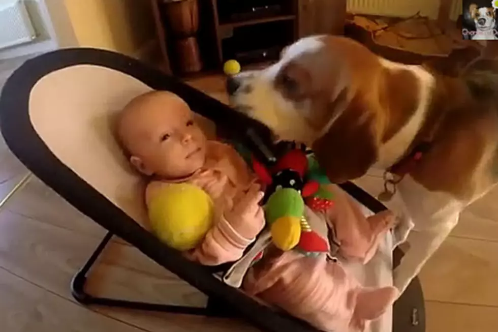 Dog Offers Sweetest Apology for Stealing Baby’s Toys