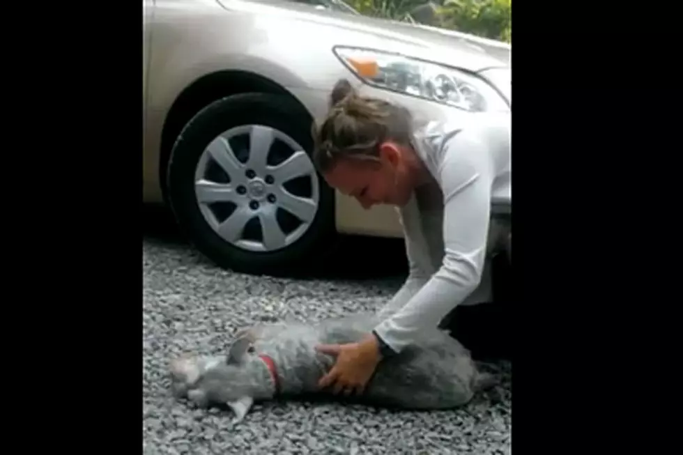 Dog Passes Out Because It’s So Happy to See Its Owner