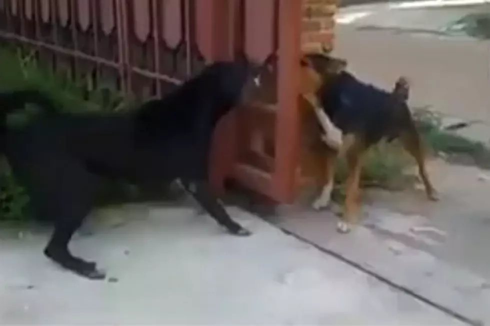 Furiously Barking Dogs Have No Clue They Should Be Fighting
