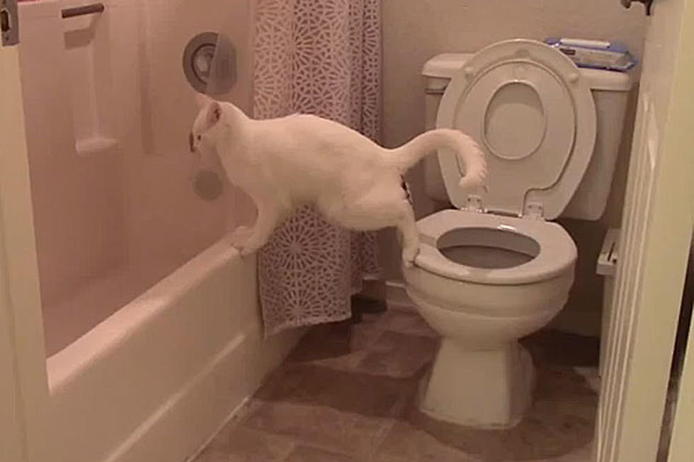 Cat Uses the Toilet — Well, Almost