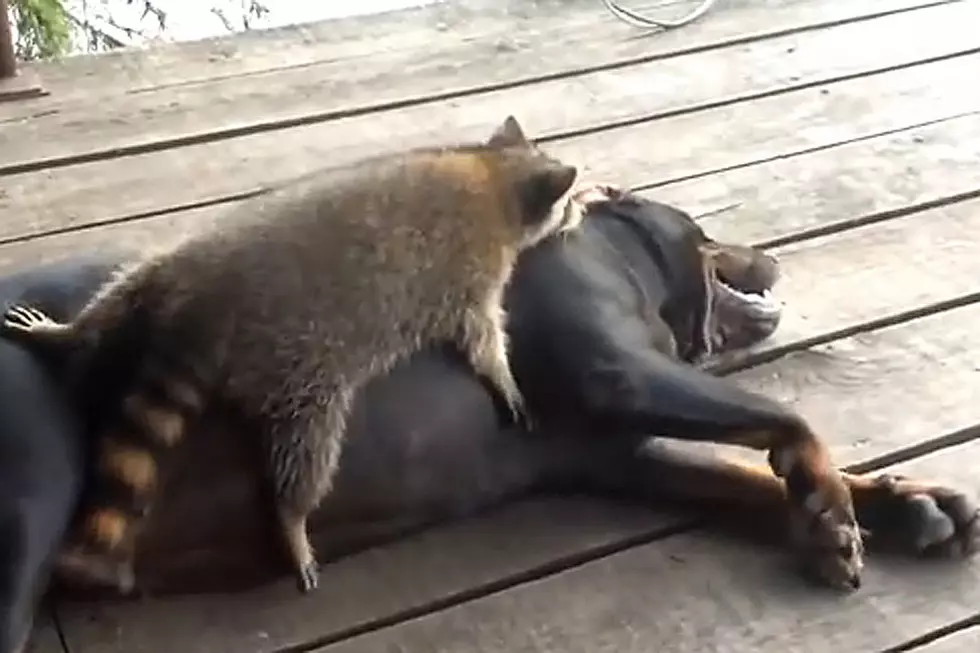 Adorable! Dog That Hunts Raccoons Would Much Rather Play With Them