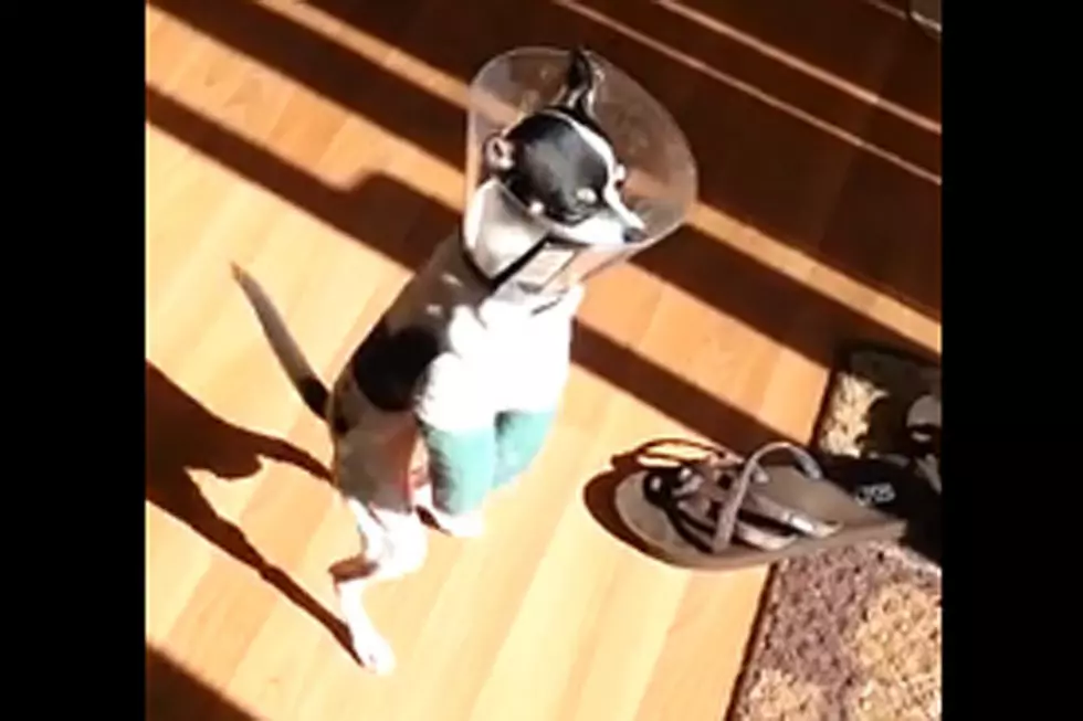 Dog With Two Broken Legs Is a True (And Adorable) Fighter