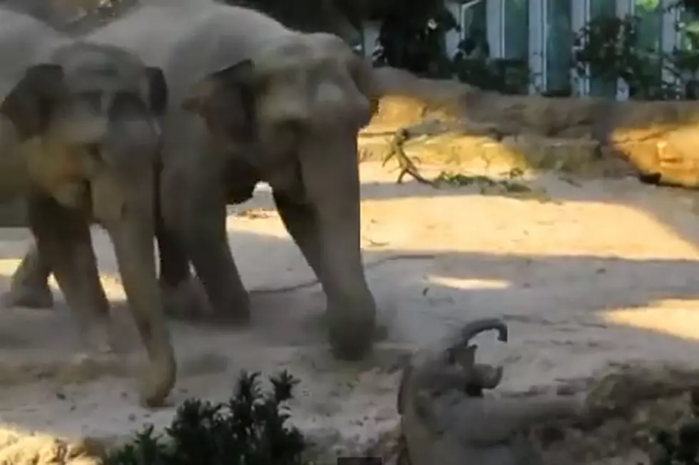 Awww! Baby Elephant Falls, Adults Rush to Her Side