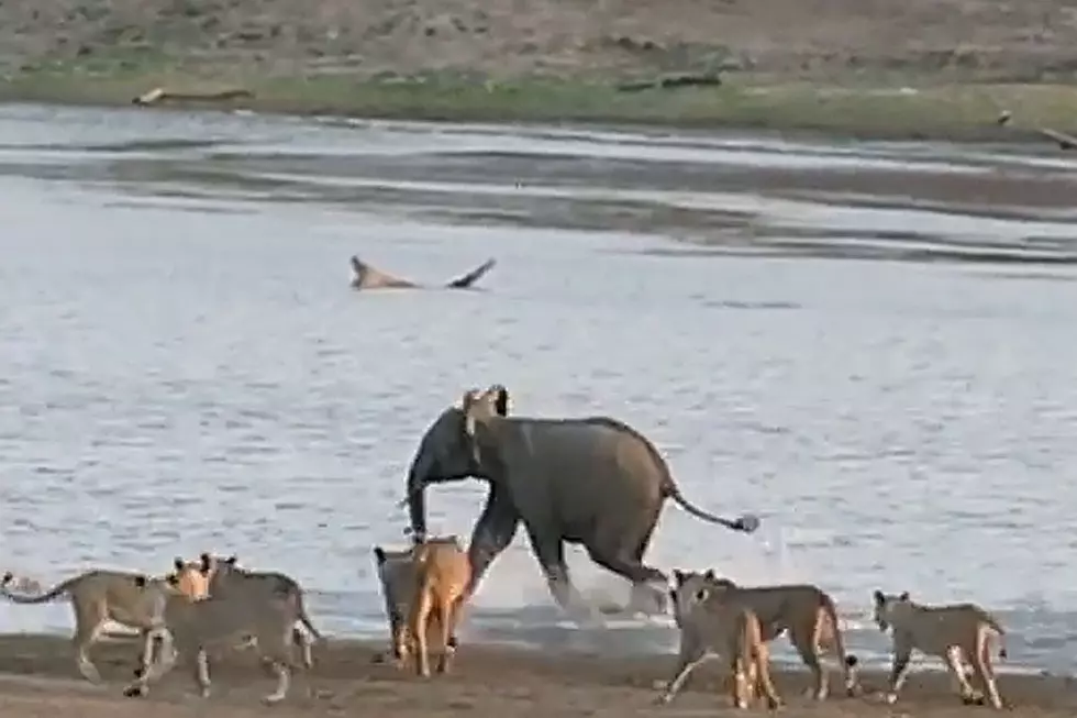 14 Lions. 1 Baby Elephant. Guess Who Wins This Battle.