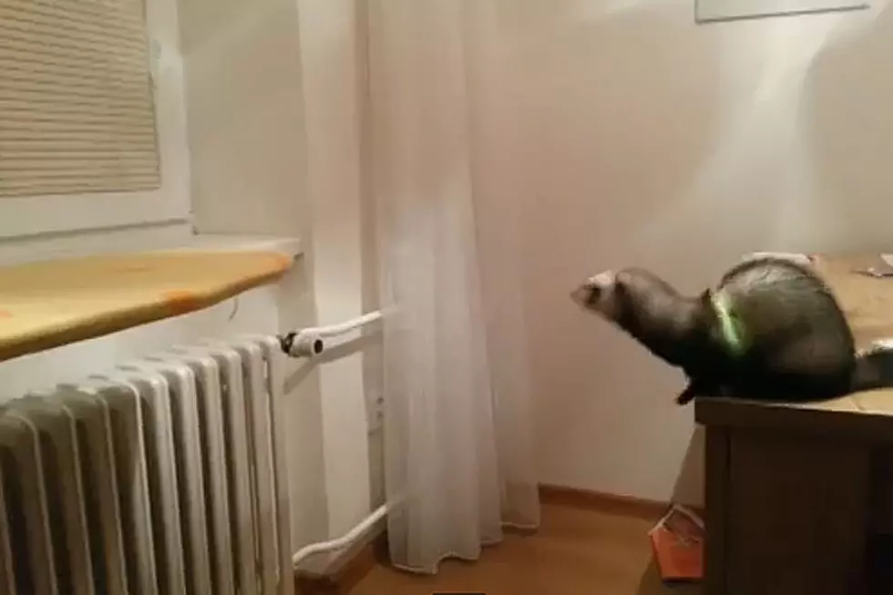 Jumping Ferret Should Find Another Mode of Transportation
