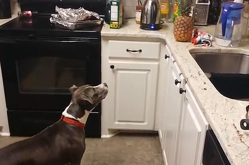Adorable Dog Is Scared to Death of a Pineapple