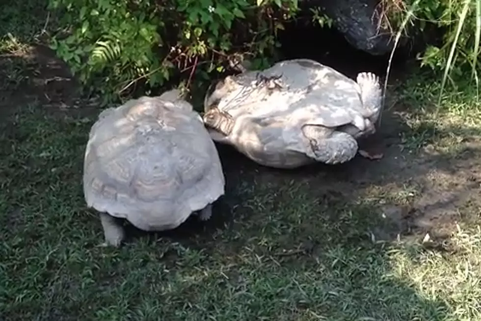 Turtle Helping Stuck Turtle Is the Sweetest Thing Ever