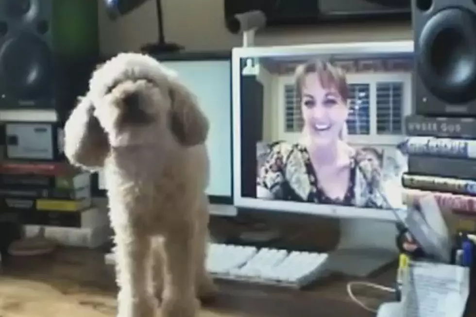 Dogs Talking to Owners on Skype Is Totally Wooftastic