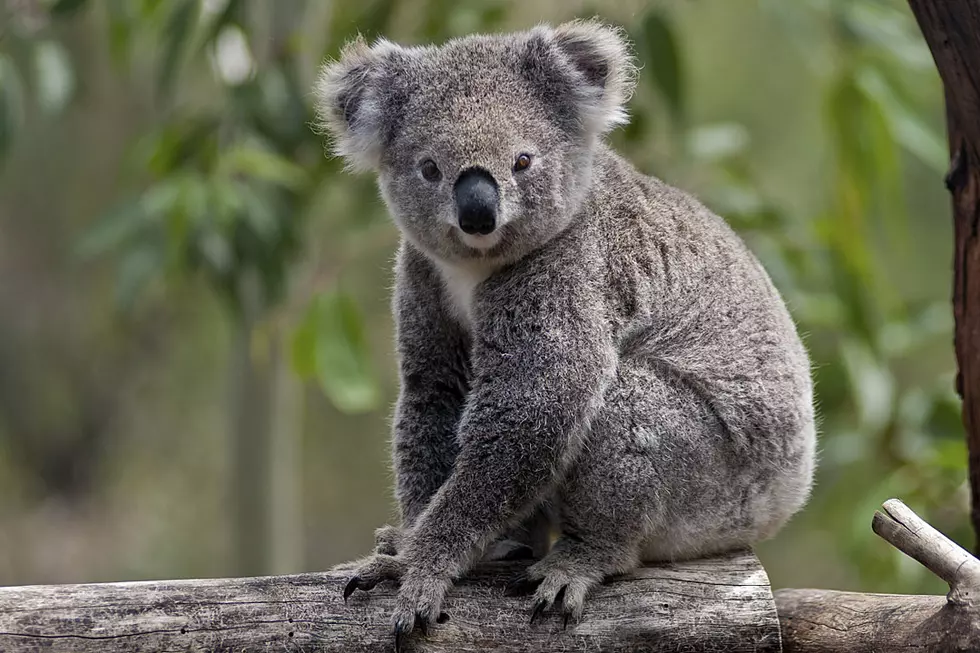 Adorable Carjacking Koala Will Give You a Case of ‘Awwww’