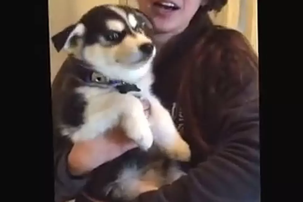 Cute Howling Puppy Might Actually Be Talking