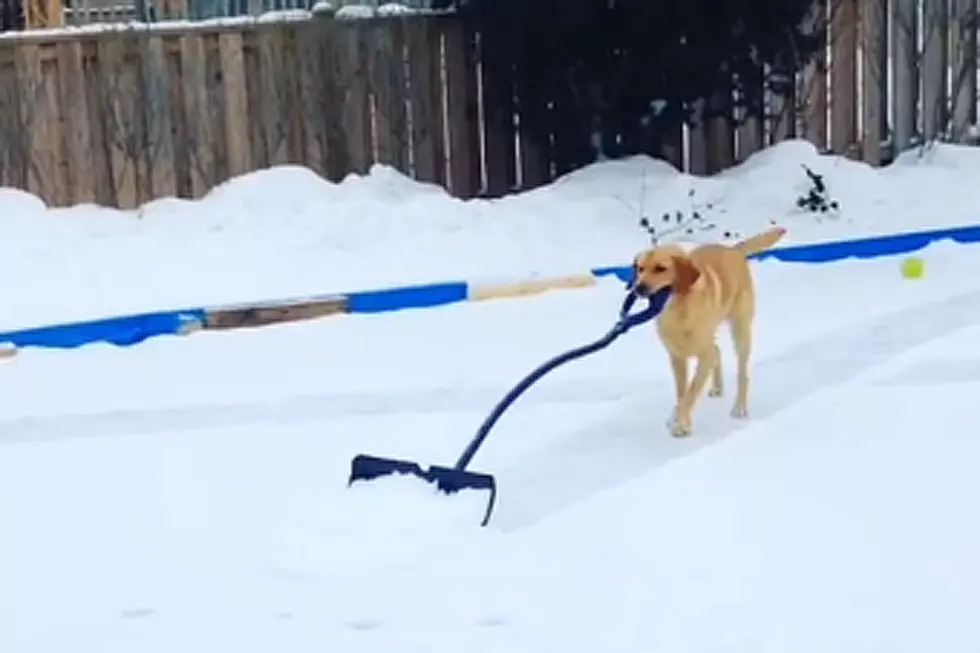 Dog Lends a Helping Paw by Shoveling Snow
