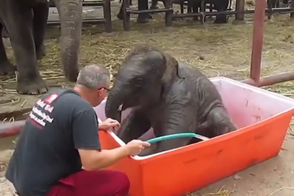 Baby Elephant Taking a Bath Is Just So Perfect