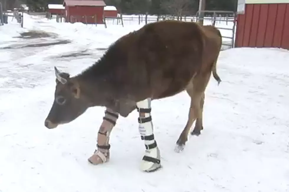 Cow Walking With Leg Braces Is Just So Darned Moo-Ving